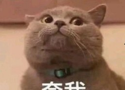 猫吃瓜的表情包,揭秘猫咪的幽默时刻