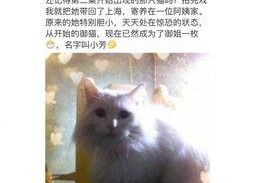 娱乐吃瓜君网红虐猫,娱乐吃瓜君引发社会关注与谴责