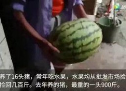 网络吃瓜视频,揭秘娱乐圈幕后故事