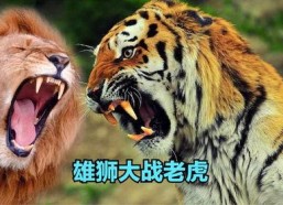 老虎和狮子打架视频,老虎与狮子激战正酣